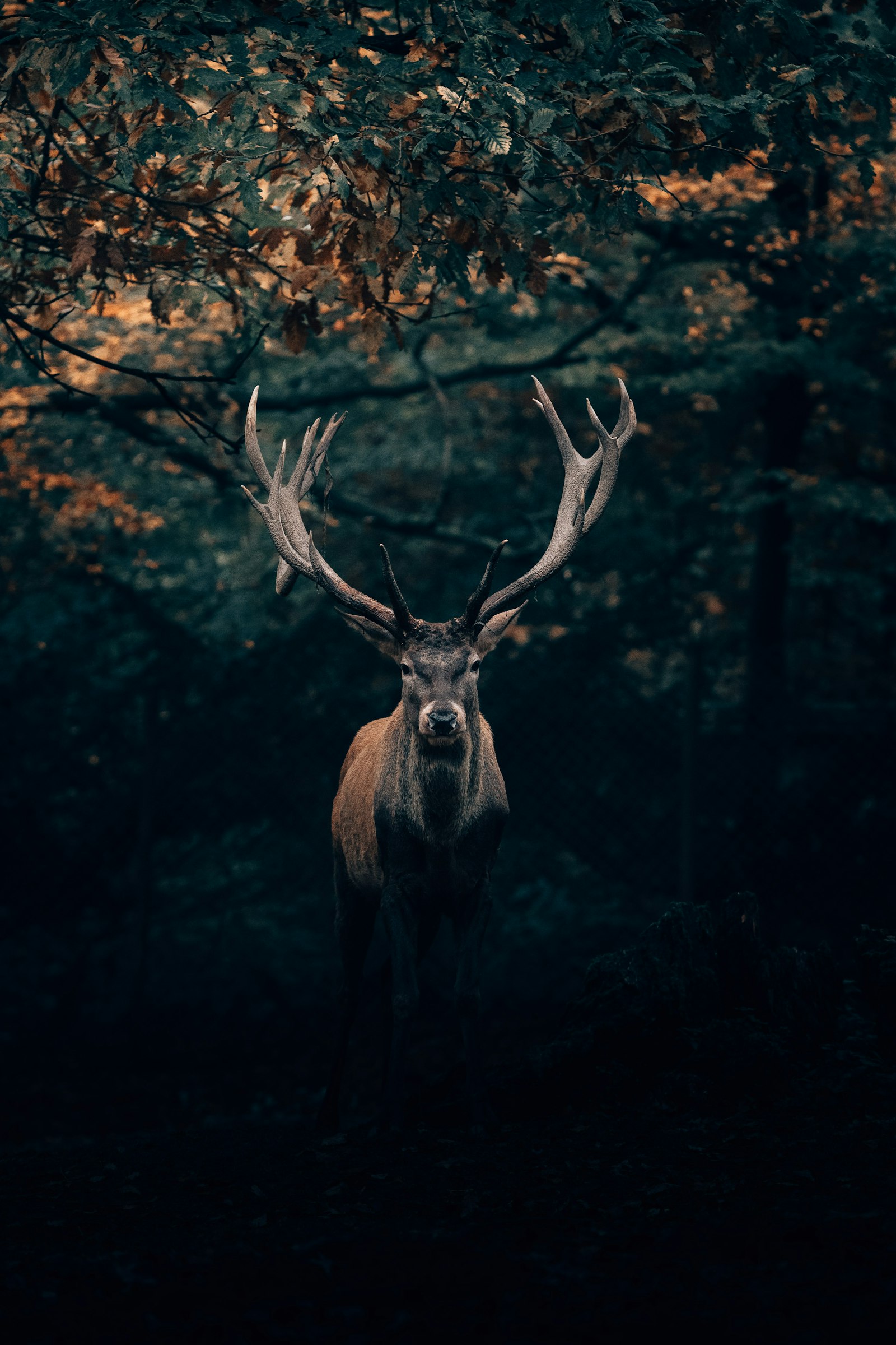 Seasonal & Event Travel
